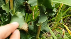 Синеголовник / Eryngium