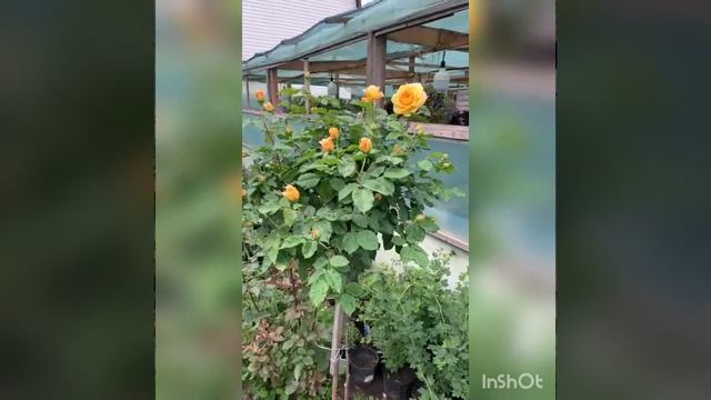 отзывы о штамбовой розе. питомник Несиных