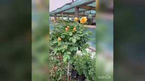 отзывы о штамбовой розе. питомник Несиных