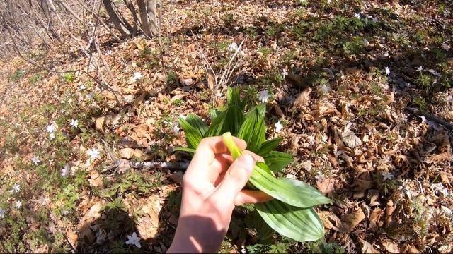 Черемша и чемерица, в чем разница.