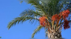 ЧЕМ полезны ФИНИКИ? Сколько ФИНИКОВ есть в ДЕНЬ, чтобы БЫТЬ здоровым? #финики #финикипольза