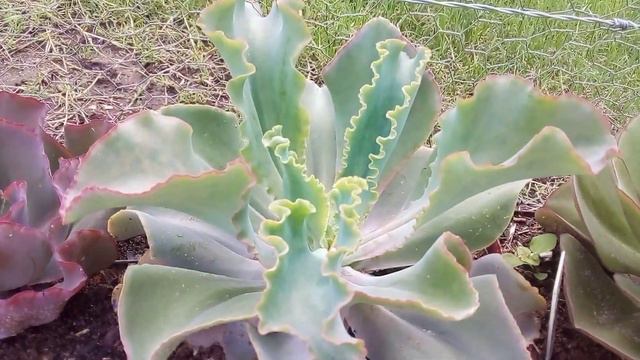 Varias espécies de Maunas. смотреть онлайн