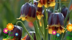 Рябчик Михайловский. Краткий обзор, описание характеристик, где купить луковицы Michailovskyi