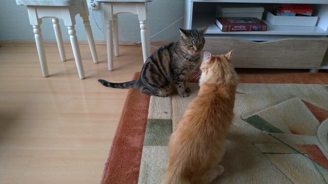 КОТЫ ДЕРУТСЯ!!! КОТ НАПУГАЛСЯ ЧИХА КОТА)) смотреть онлайн