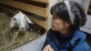 Состав зерносмеси для коз , как обстоят дела на хозяйстве ..