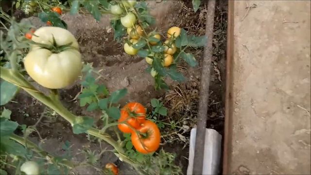 Моя теплица смотреть онлайн