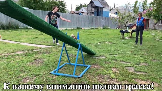 Талантливый померанский шпиц Астерия Звезда из Команды Рыжих смотреть онлайн