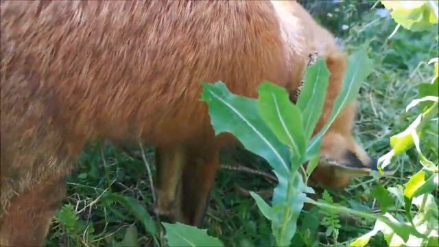 Лисенок Фокси Фокс знакомится с лисой Василисой/Fox Meets Fox Vasilisa