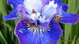 Ирис сибирский Ай си Старз (ay-si-starz) ? обзор: как сажать, луковицы ириса Ай си Старз