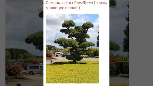 Семена сосны Parviflora ( сосна мелкоцветковая ) купить продать