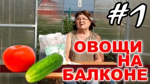 Выращиваем овощи огурцы и помидоры на балконе. Эксперимент - #1
