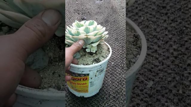 Carrousel echeveria, смотреть онлайн
