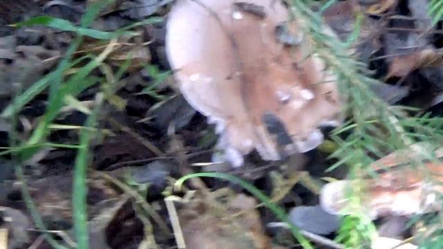 Рядовки фиолетовые и дымчато-серые. Ледяные. Как распознать.. смотреть онлайн