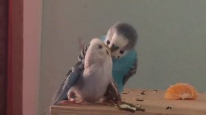 Самец волнистого попугая ухаживает за самкой, гнездование попугаев