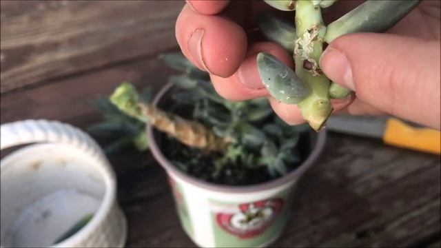 Succulent Propagation Harvest--Pachyphytum compactum?| Leaf & Cuttings // Angels Grove Co смотреть онлайн
