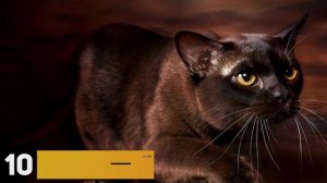 УГАДАЙ ПОРОДУ КОШКИ | Guess the cat breeds