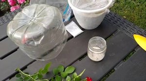 Черенкование роз - получение корнесобственных.