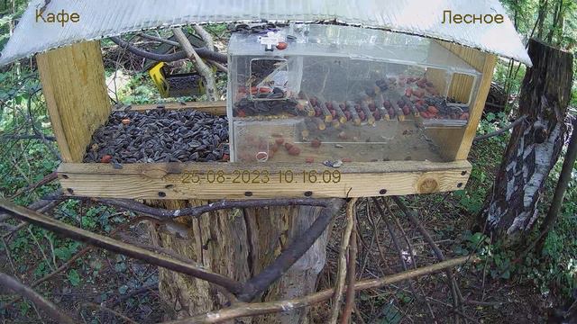 Кафе "Лесное" смотреть онлайн