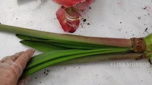 Что и как делать с купленным в горшочке гиппеаструмом? Полная пошаговая инструкция для новичков!