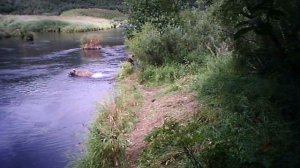 Видео с фотоловушки из Кроноцкого заповедника