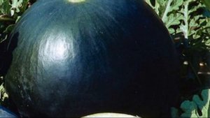 Как вырастить черный арбуз на своём участке