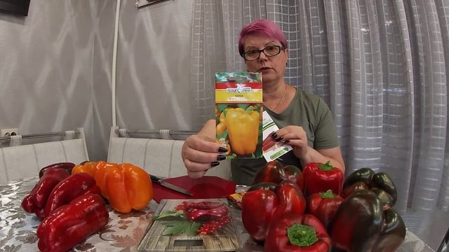 Суперурожайные перцы-гиганты продолжают радовать в сентябре.10.09. 2021г. смотреть онлайн