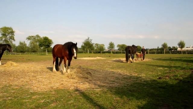 Шайры . Как кормят. смотреть онлайн