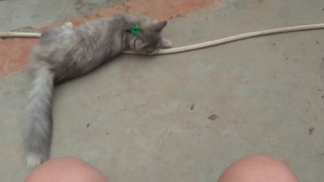 Как усмирить кошку или кота! смотреть онлайн