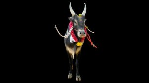 Jallikattu Kaalai PNG file collection for Photoshop designing (@georgedigital6948)