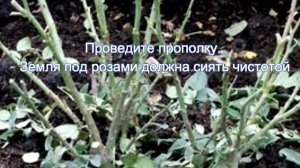 Ухаживаем за розами осенью