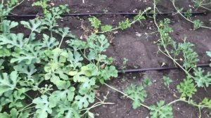 Арбузы не прижились на корнях фицефалии