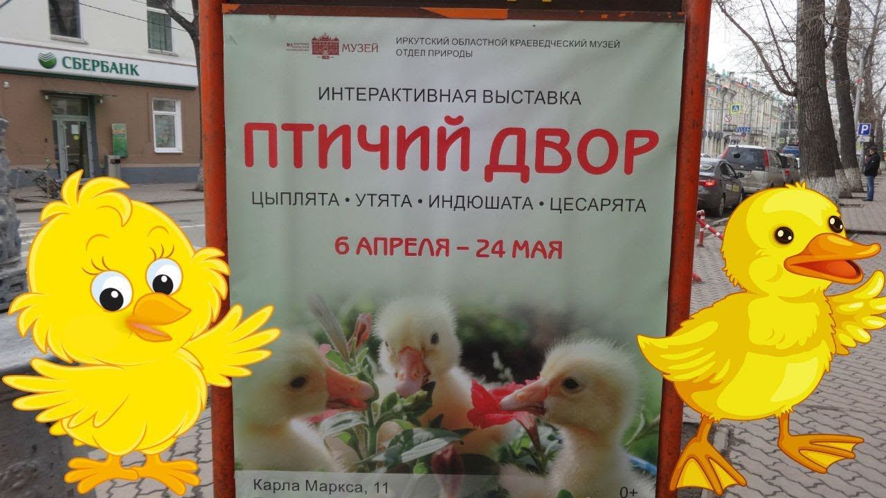 Цыплята, утята и индюшата/Выставка "Птичий двор"