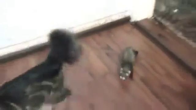 Наглые хорёк смотреть онлайн