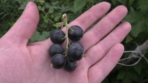 ШАРОВИДНАЯ супер урожай