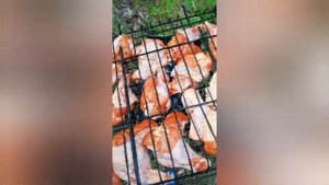 Шашлык на сосновых шишках