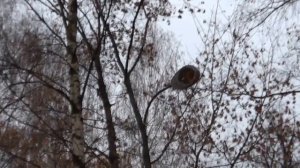 Музей Ленина в Горках под угрозой сноса.   Lenin's dacha in Gorki is under threat of the demolition