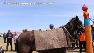 Праздник табунщика в Еравне, Бурятия. Оседловка коня.
