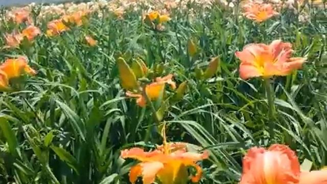 Best Perennials - Hemerocallis Apple Crisp (Daylily) смотреть онлайн