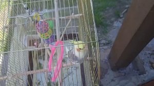 что делать если попугай улетел?/ Советы/ Хомуся life