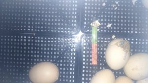 Вылупление цыпленка))