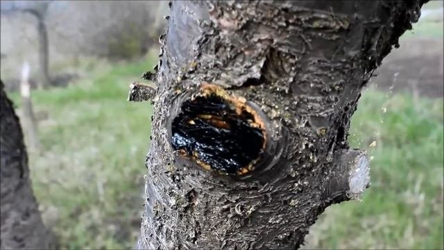 Садовый вар на основе дёгтя. Обрезка старых неплодоносящих веток вишни.