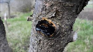 Садовый вар на основе дёгтя. Обрезка старых неплодоносящих веток вишни.