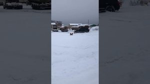 LAND CRUISER 200 в снегу . Крузак проходимец.