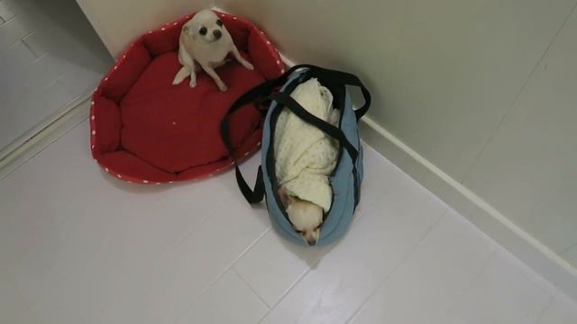 VLOG: Пилотик что-то не то съел / Чем лечить отравление у чихуахуа