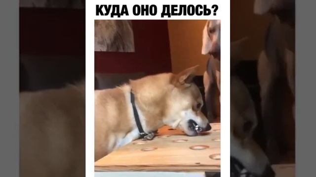 Дразнят собаку сосиской, она в бешенстве смотреть онлайн