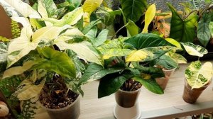 Сингониум желтый и белый имератор/ syngonium imperial yellow & syngonium imperial white / Отличия