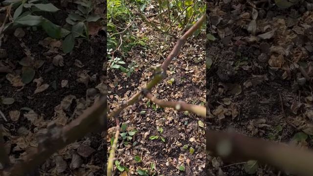 Подготовка роз к укрытию: Mary Rose смотреть онлайн