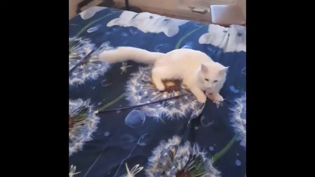 Кот мейн кун приносит палку как собака смотреть онлайн