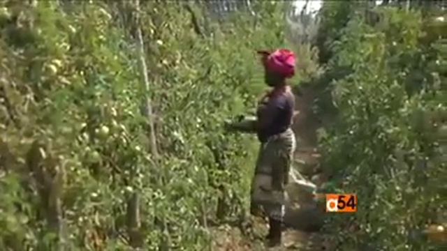 Tomato queen , tuzini farm смотреть онлайн