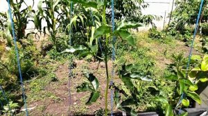 Обзор пассифлор Арида, маракуйя северная, индиго, эдулис Фредерик.